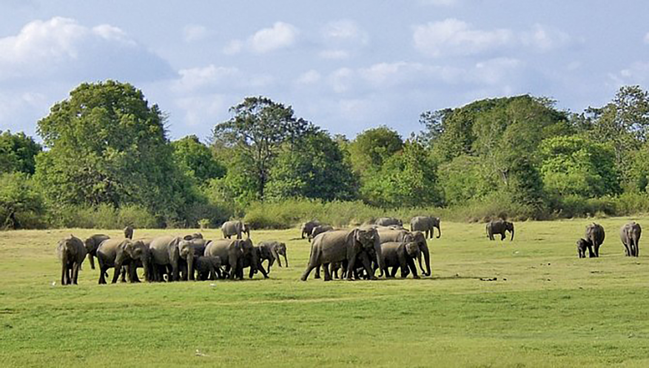 Šri Lanka safari i odmor na plaži Šri Lanka safari i odmor na plaži