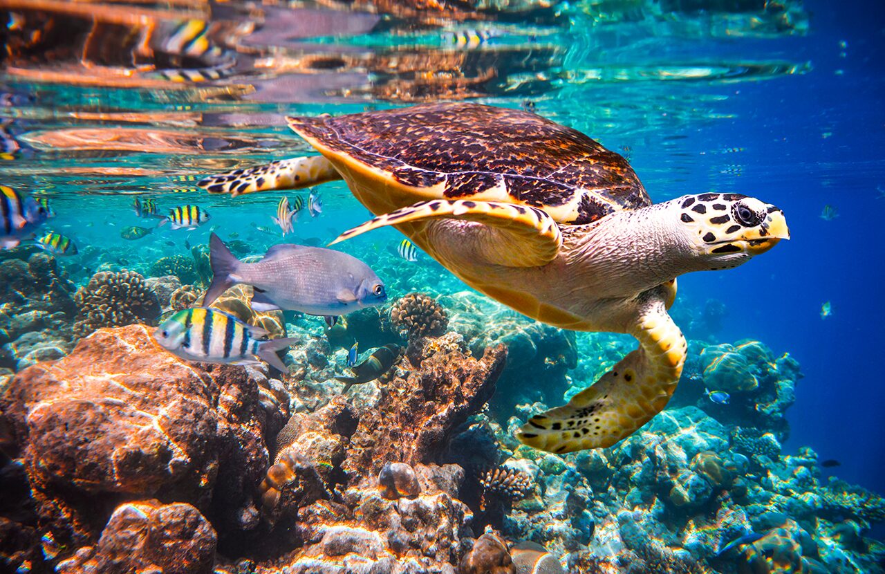 Maldivi podvodi život